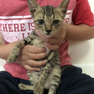 はぐれ猫ちゃんの家族になって下さい！