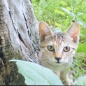 公園に捨てられていた活発な子猫
