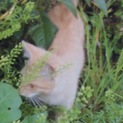 活発な猫