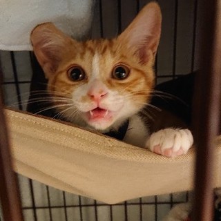 甘えん坊の茶トラ白くん♂