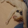 甘えん坊の茶トラ白くん♂ サムネイル4