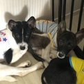2ヶ月齢パピー中型犬〜大型犬MIX