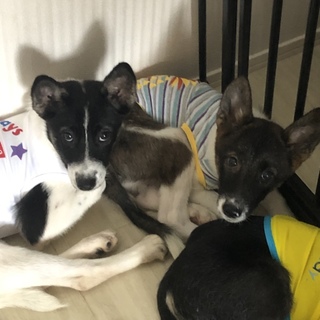 2ヶ月齢パピー中型犬〜大型犬MIX