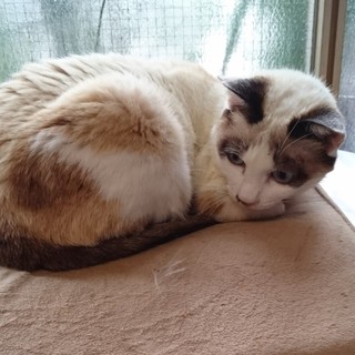 気立ての良い美人ちゃん