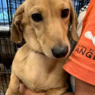 個体識別番号：W412　おとなしい良い子です。