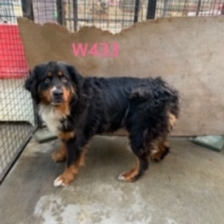 個体識別番号：W４３３　シャイなお嬢さんです。