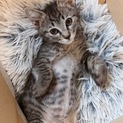 生後２カ月のとってもかわいいキジトラちゃん。