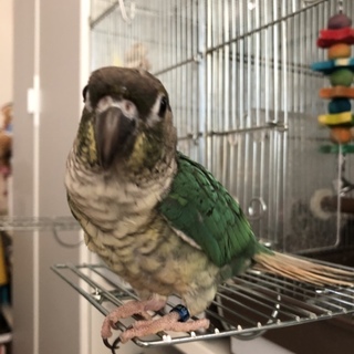 ウロコインコ二羽の優しい里親様募集致します;