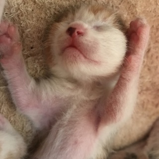 産まれたての子猫ちゃんです