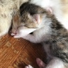 産まれたての子猫ちゃんです サムネイル2