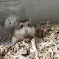 ロボロフスキー  ノーマル