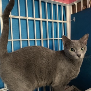 ロシアンブルー オス