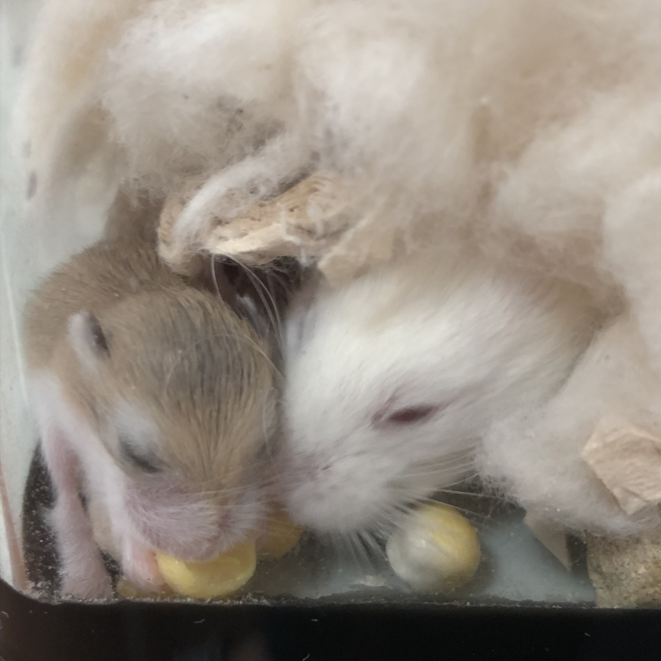 ロボロフスキー  ノーマルのカバー写真