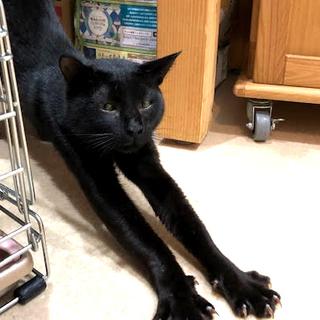 トライアル決定　一旦募集中止