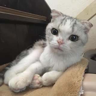 スコティッシュのリナちゃん