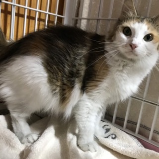 ノルウェージャン メス