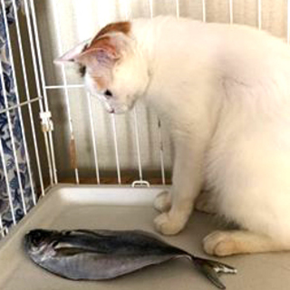 奄美からやってきたツンデレお姫様。