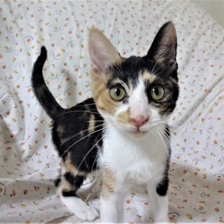 イケイケ三毛の八重ちゃん、３か月