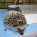 ハリネズミ♂