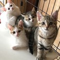 可愛い子猫里親様募集