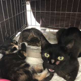 譲渡されました★有難うございました！