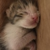 産まれたての子猫ちゃんです サムネイル4