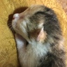 産まれたての子猫ちゃんです サムネイル6