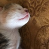 産まれたての子猫ちゃんです サムネイル7