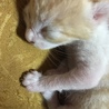 産まれたての子猫ちゃんです☆ サムネイル3