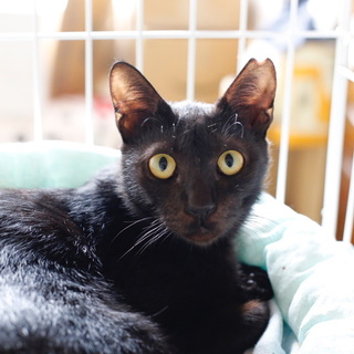 本当はまだまだ甘えたいお母さん猫です