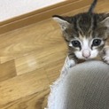 急募！子猫ちゃんの里親さん