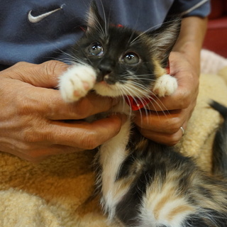 かわいすぎる奄美3姉妹エビネ、人懐こさハンパない！