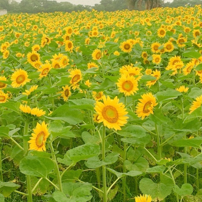 ゆきねこねこちゃんのカバー写真