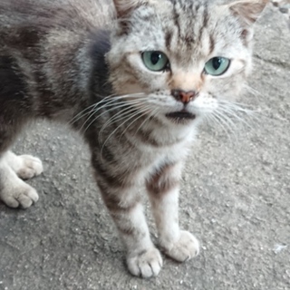 里親複数募集中