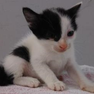 譲渡されました。