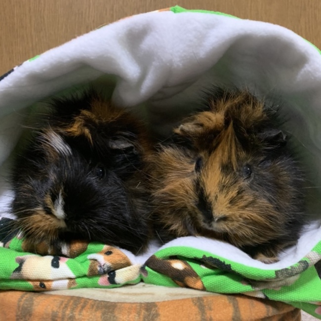 MATCHA&CHAI(ゆらゆい)のカバー写真