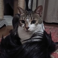 カツラのにおい大好きビビ