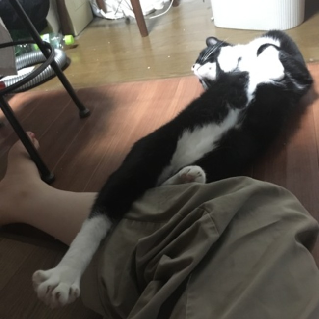 さきやまねのカバー写真