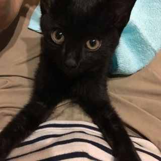 甘えん坊な子です。ありがとうございました！