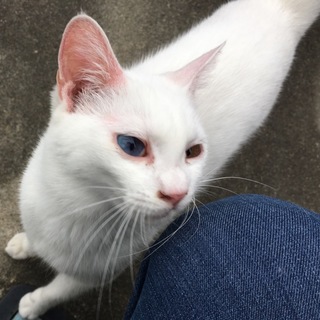 急募‼︎ オッドアイの白猫ちゃん