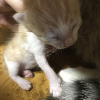 産まれたての子猫ちゃんです☆
