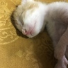 産まれたての子猫ちゃんです☆ サムネイル4