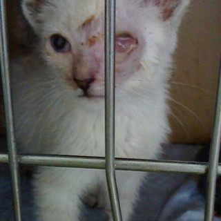 片目の子猫ちゃん☆