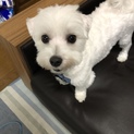 再募集！マルチーズ君 2歳