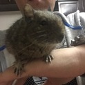 ブルーデグーです。