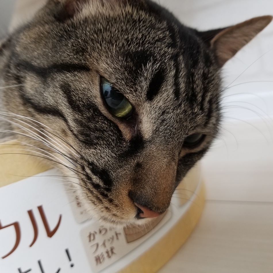 クロトのカバー写真