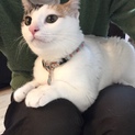 保護猫 綺麗な三毛ちゃんの櫻