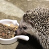 ゆっけたん
