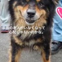 飼い主みつかりました！期限すぎてたし危なかった！