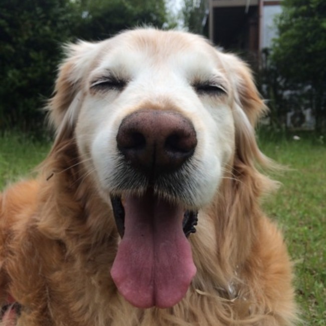 かめぴぴのカバー写真